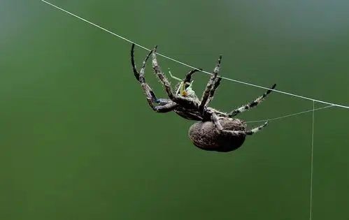 【有图】大蜘蛛图.-蜂鸟网