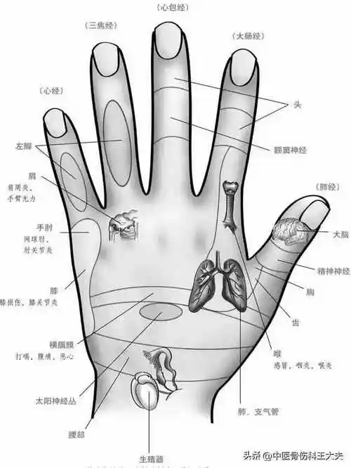 手上反射区对照解析,作用都说清楚了,快收藏起来