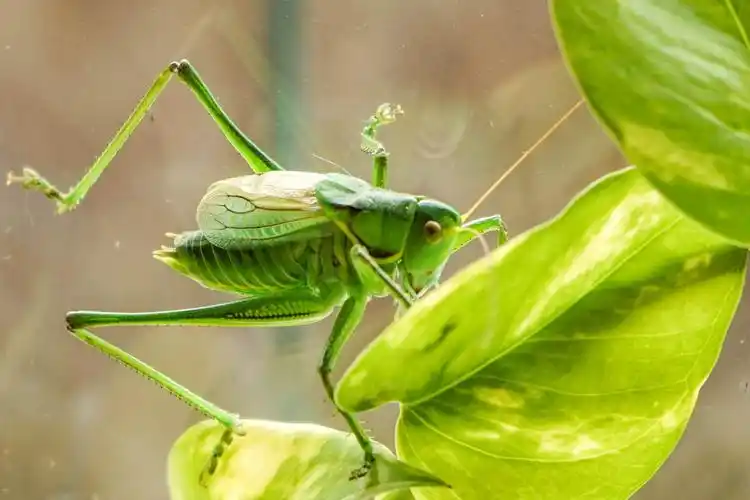 《摄影日记》2019(005)蝈蝈
