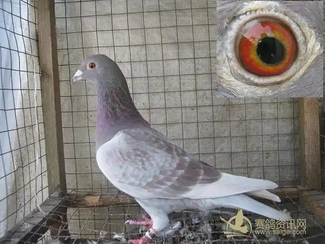 老鸽复放红雨点雌已售