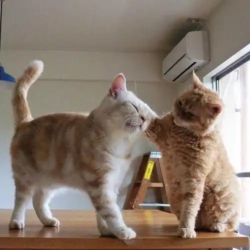 小猫咪情侣头像