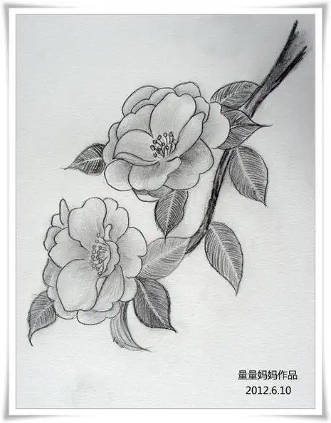 春天花朵素描简笔画