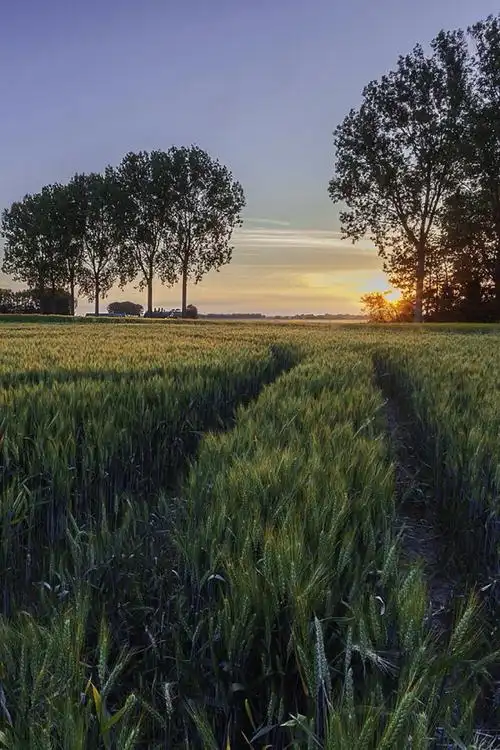 sunset road 麦田日落