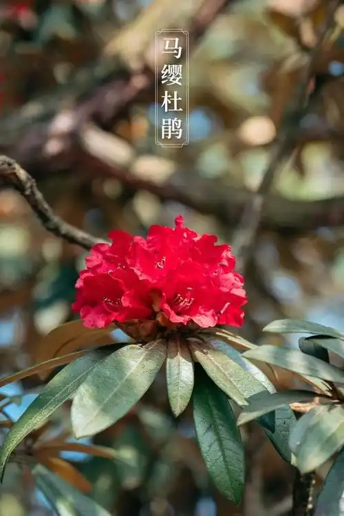 世界最大樱花园,百里杜鹃……贵州的春天有多"撩人"?