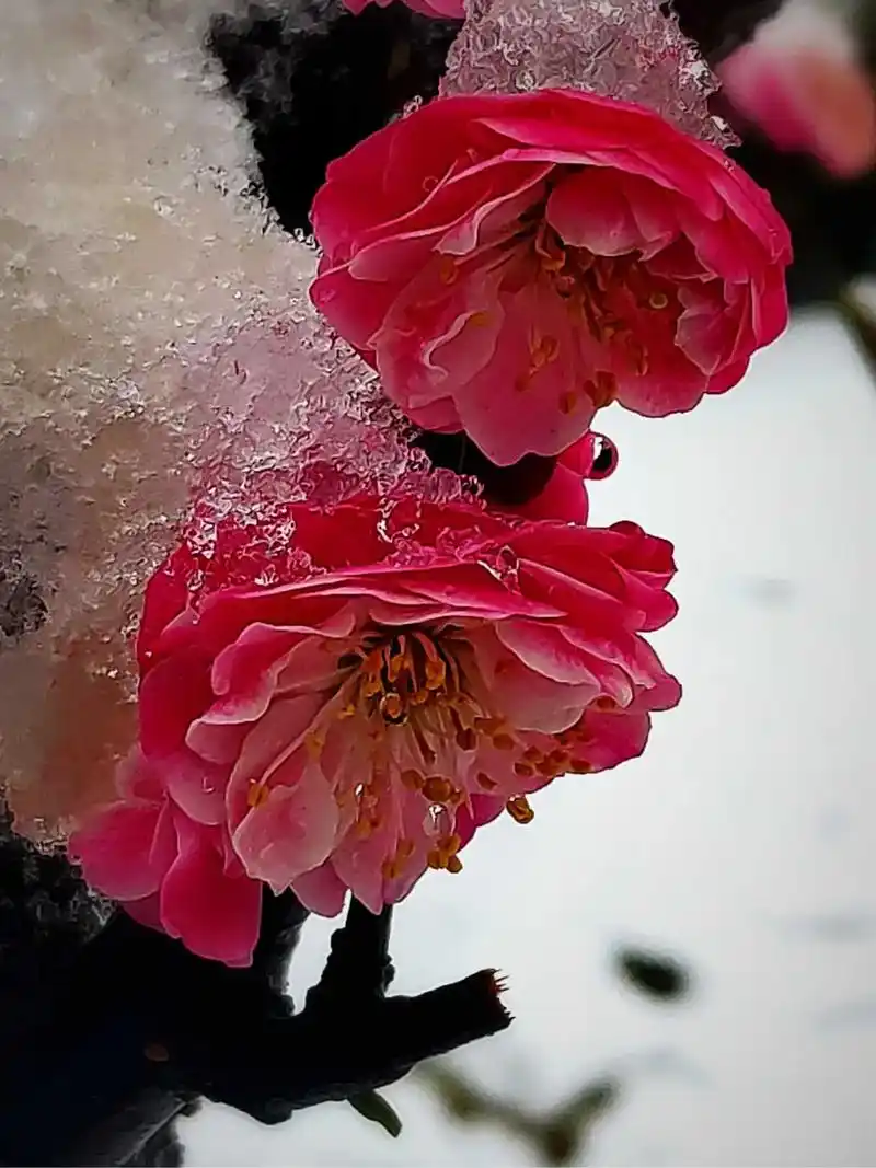 去年飘雪初放晴,最记雪中报春人.一一像册中的梅花照片 - 抖音