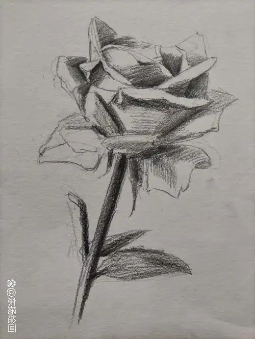 素描花朵绘画技巧:玫瑰的素描画法