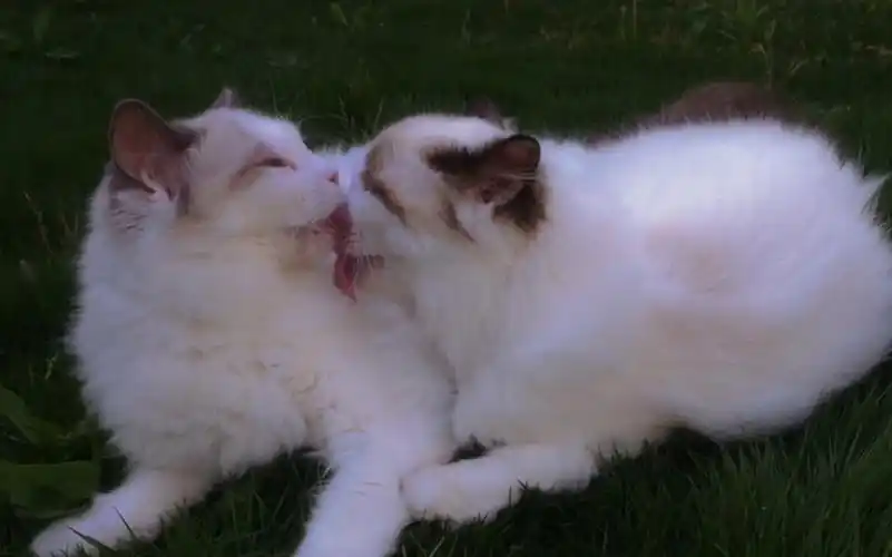 欢迎收看两只布偶猫的爱情故事之激情舌吻