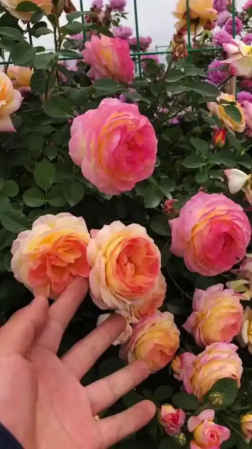 詹森月季大爬藤