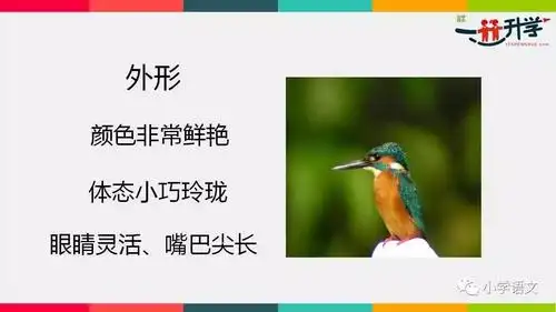 三年级上册北师大版6.1《翠鸟》讲解