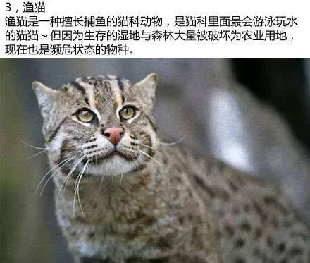 15种稀有猫科动物!