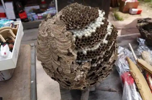 马蜂窝可以吃吗?怎样做?