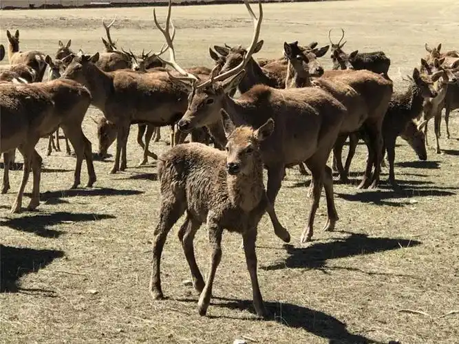 类乌齐马鹿保护区已达1200平方公里群众护林员近两千名
