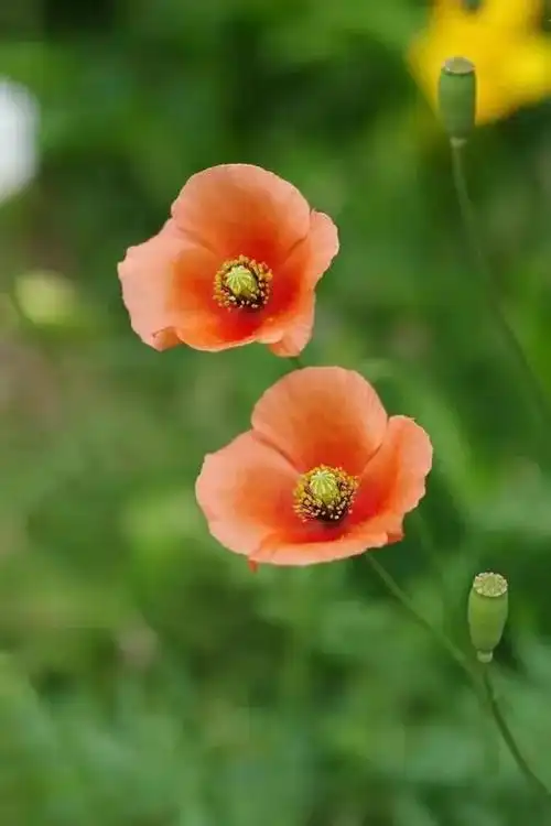 罂粟花图片 罂栗花图片集-伙伴百科