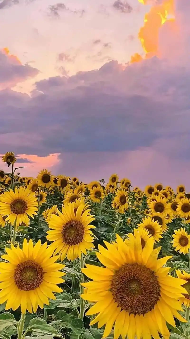 抖音图文来了 #闪闪壁纸!阳光正好,风很温柔,你很特别,我 - 抖音