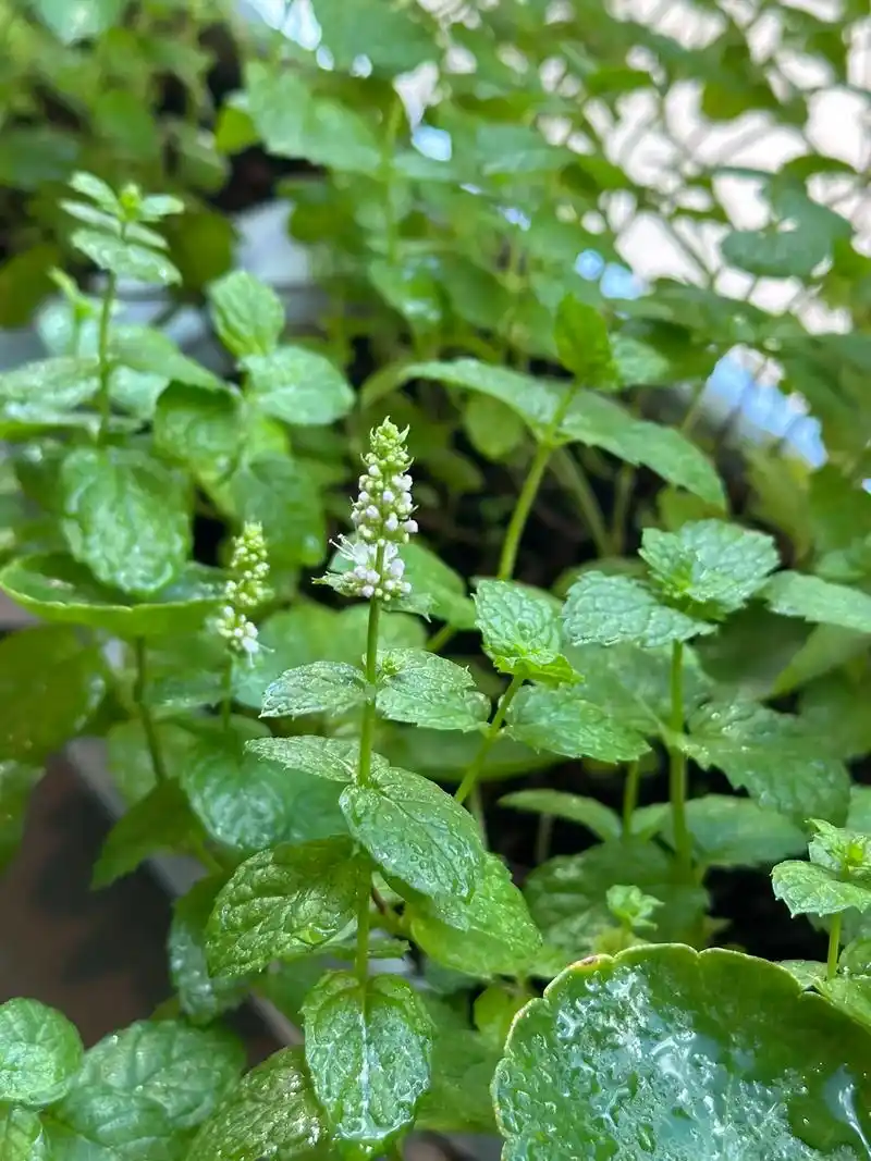 薄荷只有在极具养分的情况下才会开花.雨后放晴大太阳,小小盆中薄荷忙