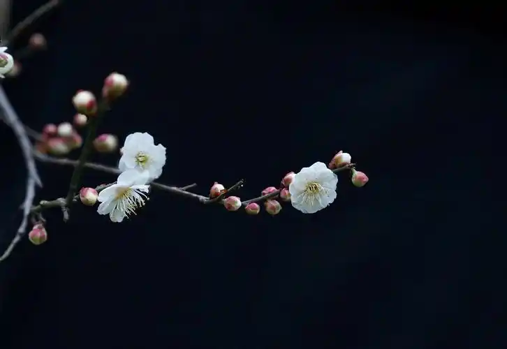 (首发)一枝梅花迎春来