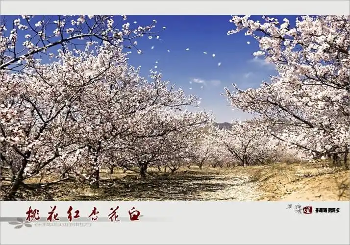 那一首好听的桃花红杏花白