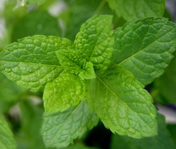 新鲜薄荷叶能泡水喝吗教你正确喝薄荷叶茶水