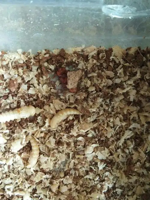 面包虫成虫抱着的是卵吗