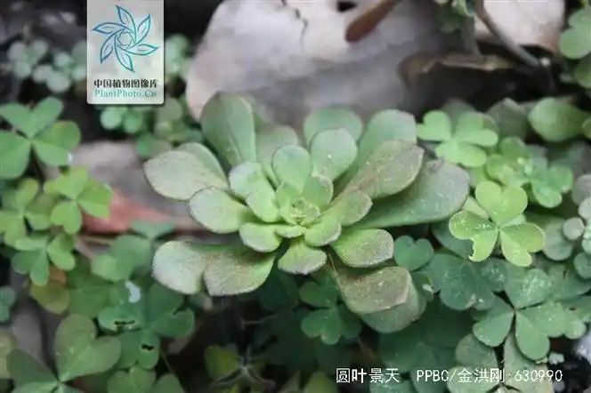 景天科 /a>常绿多年生 a target="_blank" href="/item/肉质草本植物"