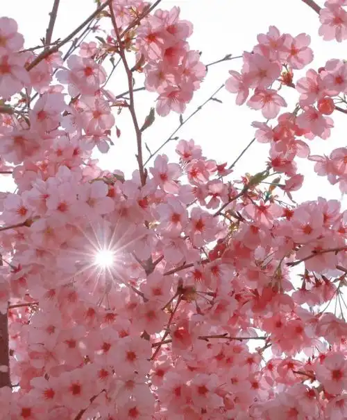 樱花时节,我在花海深处等你