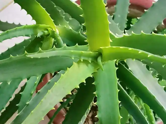 木立芦荟原创拍摄