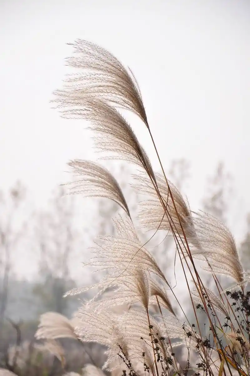 大学城的茅草白如花轻如絮