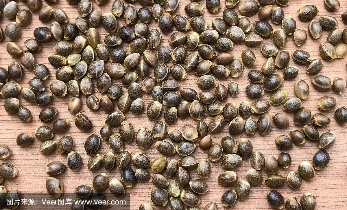 大麻大麻种子的特写