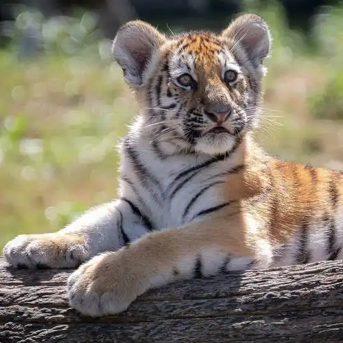 吸到昏迷!小老虎就是最可爱的!