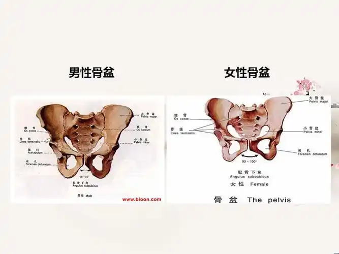 骨盆骨折护理常规