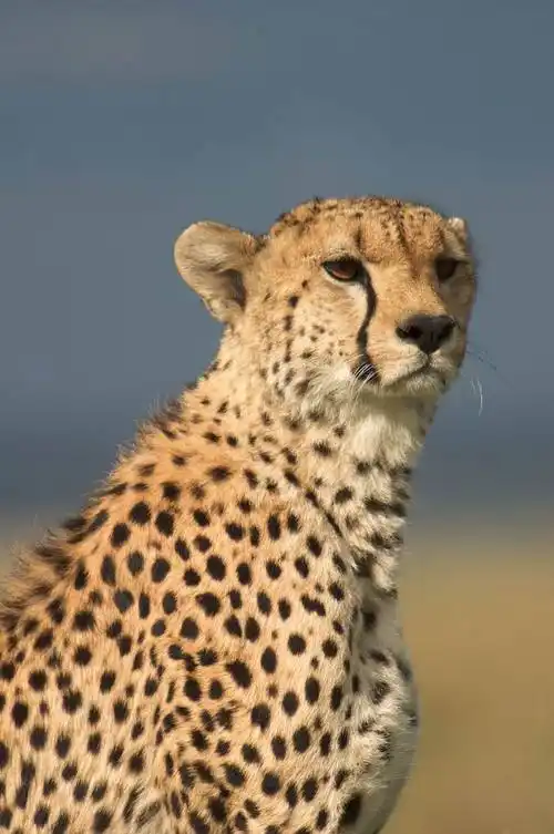 indian cheetah