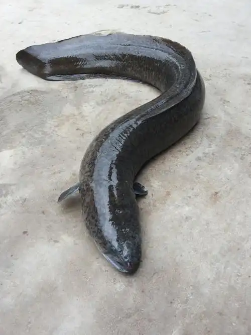 手机:13751994069(丘国才).