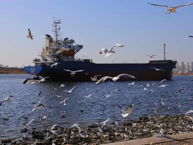 塘沽老码头看海鸥去