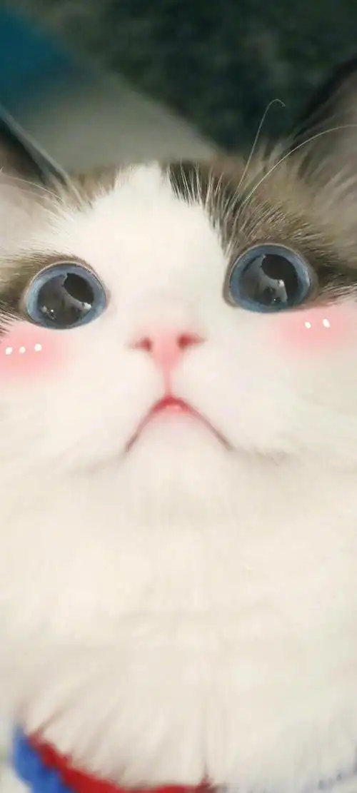 壁纸│《萌宠》:快来康康这是谁家小可爱,萌化了老夫的少女心