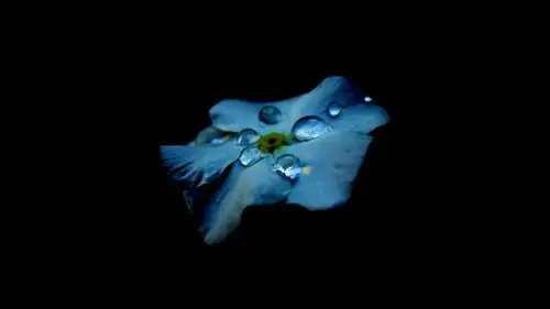 蓝色花瓣 水滴 露珠 黑色背景 4k壁纸壁纸蓝色花瓣壁纸图片_桌面壁纸