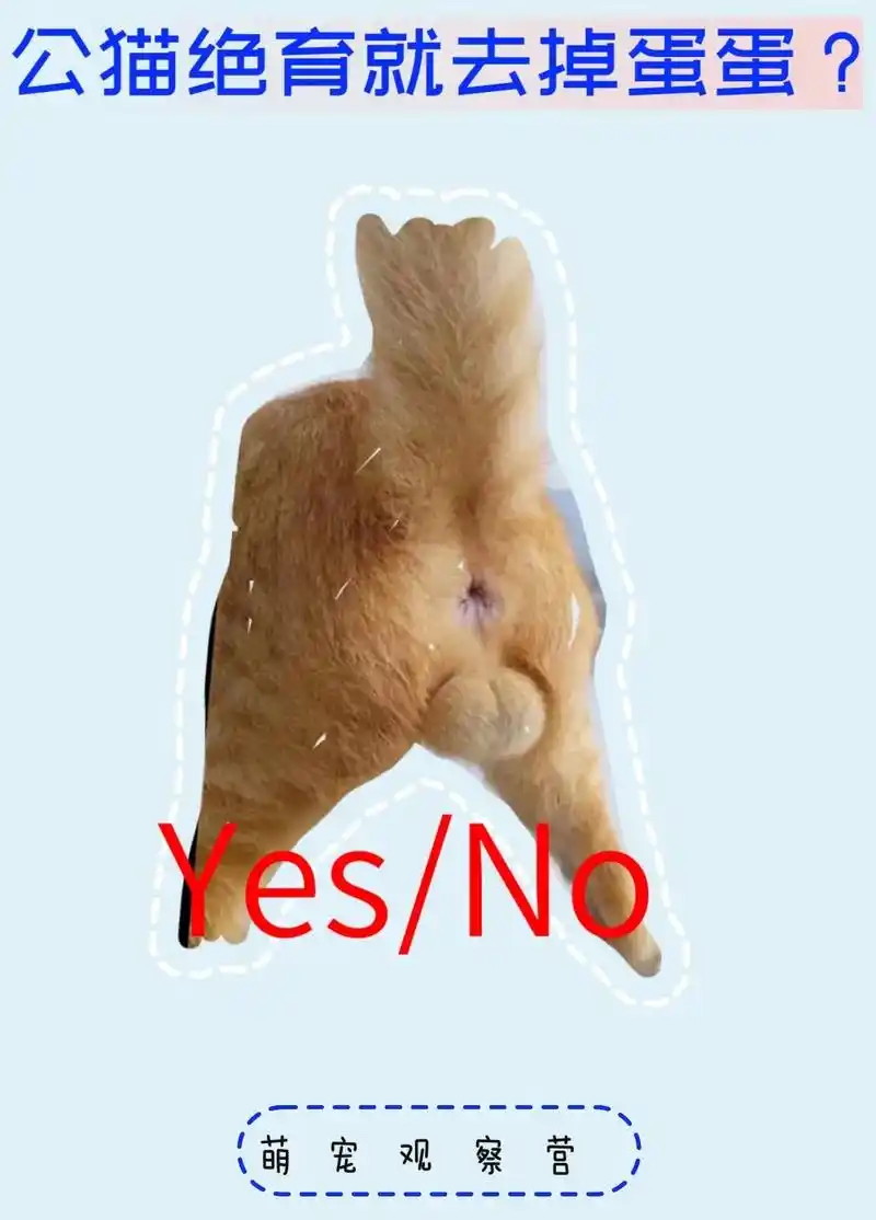 公猫绝育.公猫绝育#科学养宠攻略 #兽医 #养猫小百科 #公 - 抖音