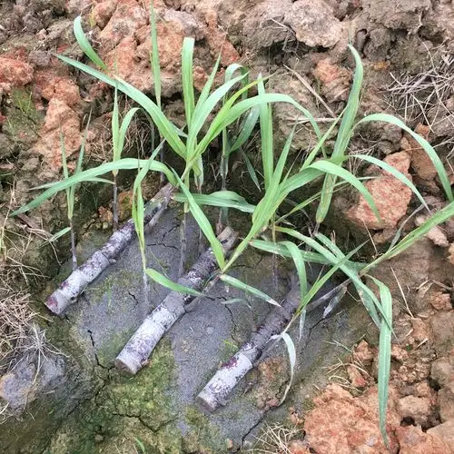 供应产品_博白县城区优购农副产品购销服务部