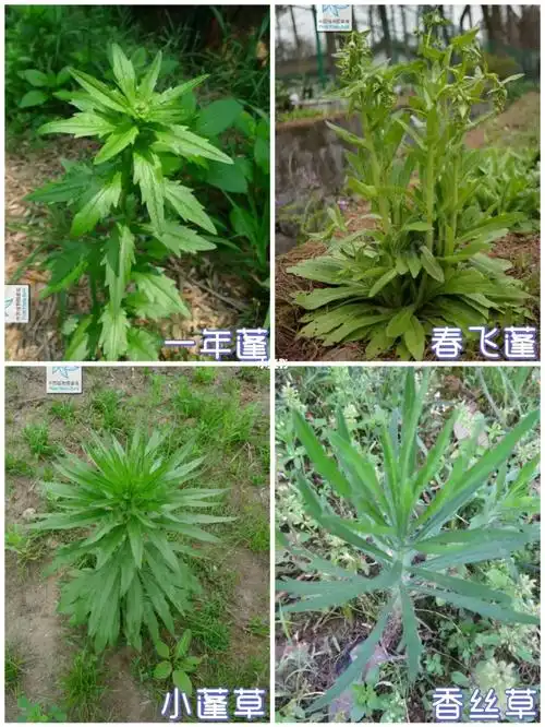 识花草01|区分一年蓬春飞蓬小蓬草香丝草