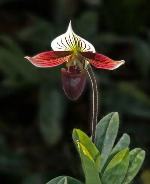 紫纹兜兰图册_360百科