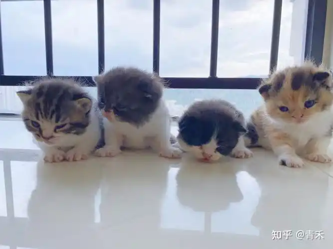 加菲猫配美短? - 知乎