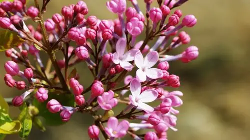 含苞待放的丁香花图片15