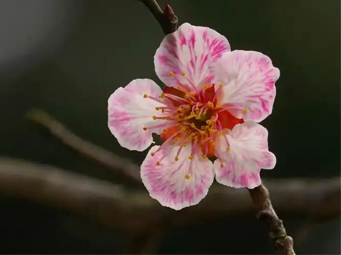 其它 2019梅花篇 写美篇        南京的梅花山品种繁多,数量巨大,其