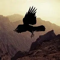 展翅飞翔的老鹰