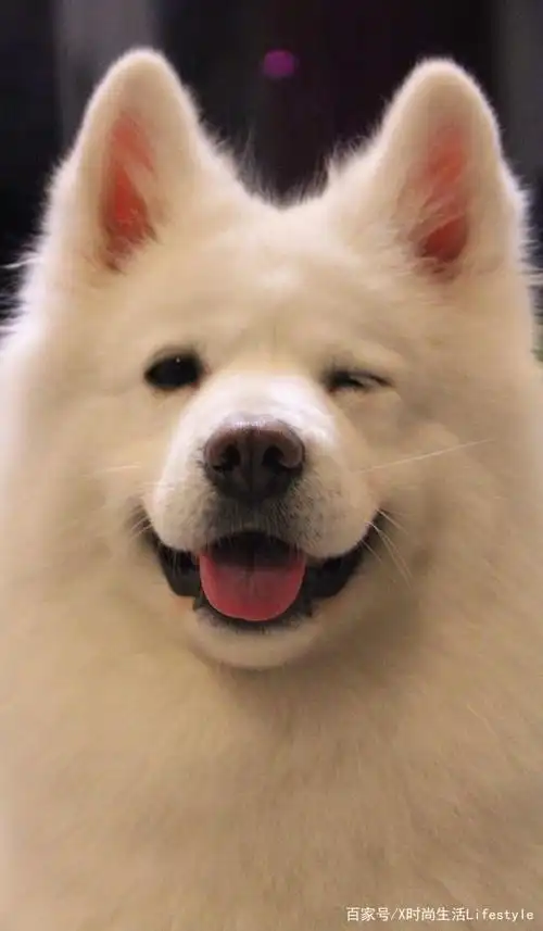 治愈系小动物大赏