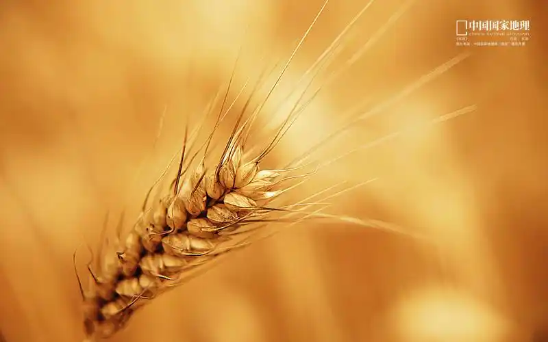 中国国家地理,麦穗,收获,石勋,中国画卷中国国家地理壁纸图片