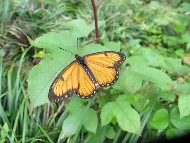钱塘慕课 | 天目山的精灵⑤:苎麻珍蝶