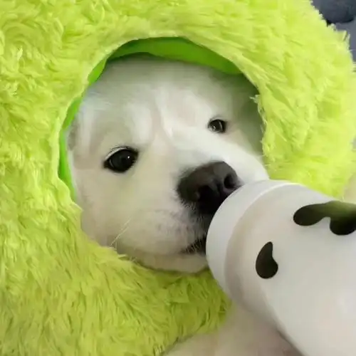 【萌妹可爱女生必备】萨摩耶狗狗|菜狗卖萌|白菜狗狗 - 知乎