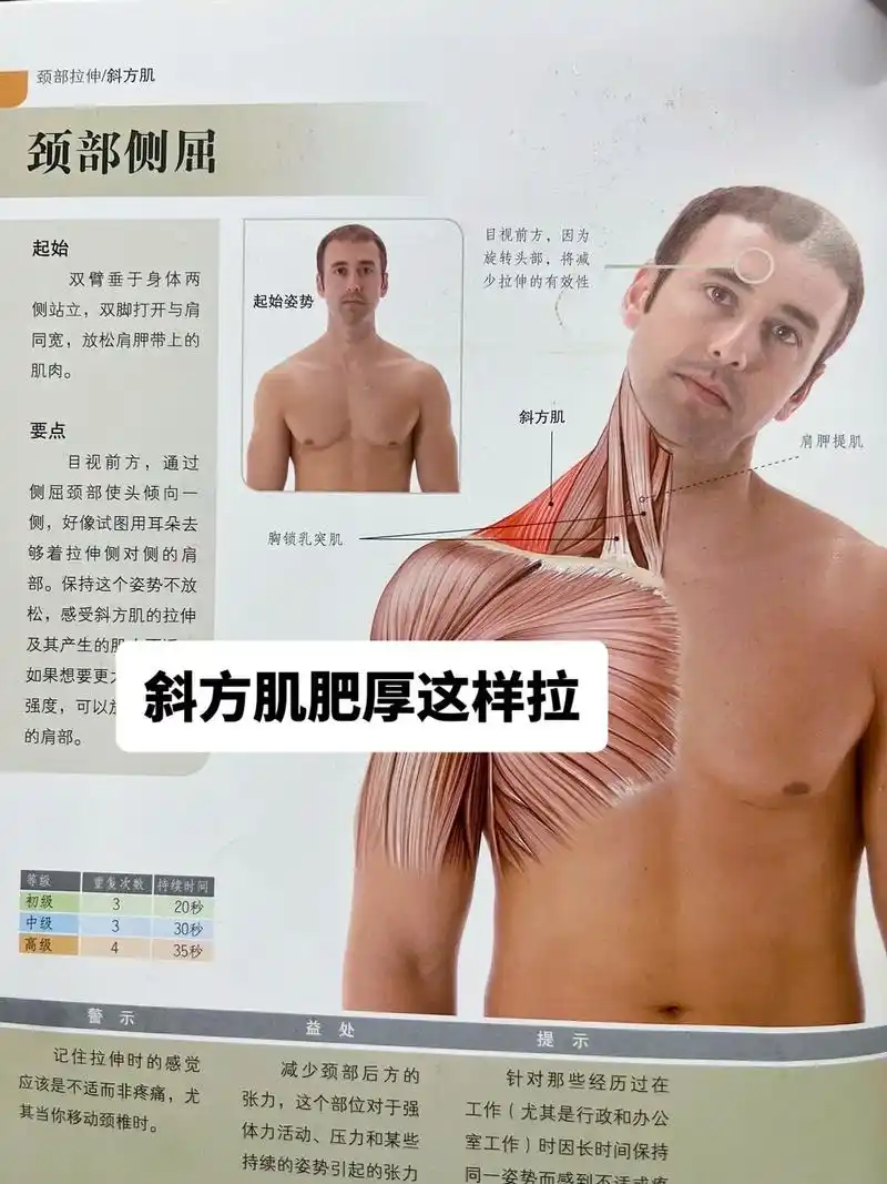 斜方肌肥厚大腿粗腰酸身体僵硬快跟我拉伸.斜方肌肥厚!