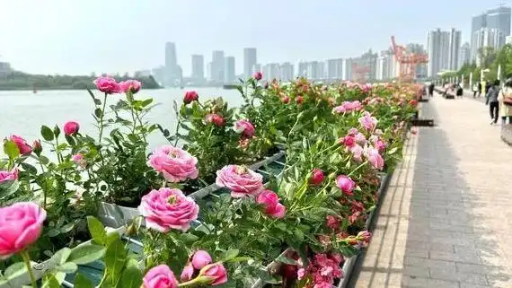 2024上海(国际)花展开幕,最出片的打卡点都在这儿→|上海市|瑞士_新浪