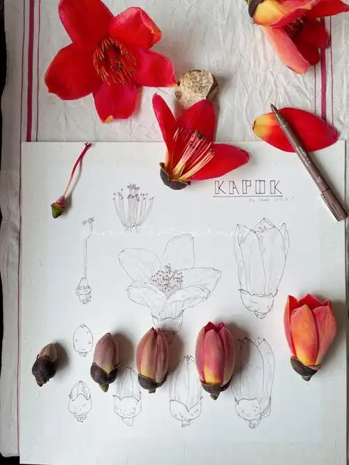 针管笔水彩木棉花图鉴